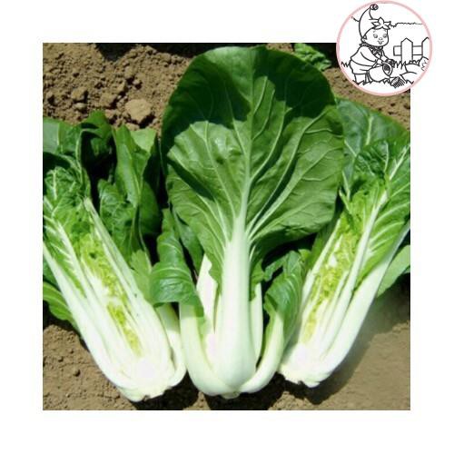 HẠT CẢI BẸ TRẮNG - GÓI 20 GRAM
