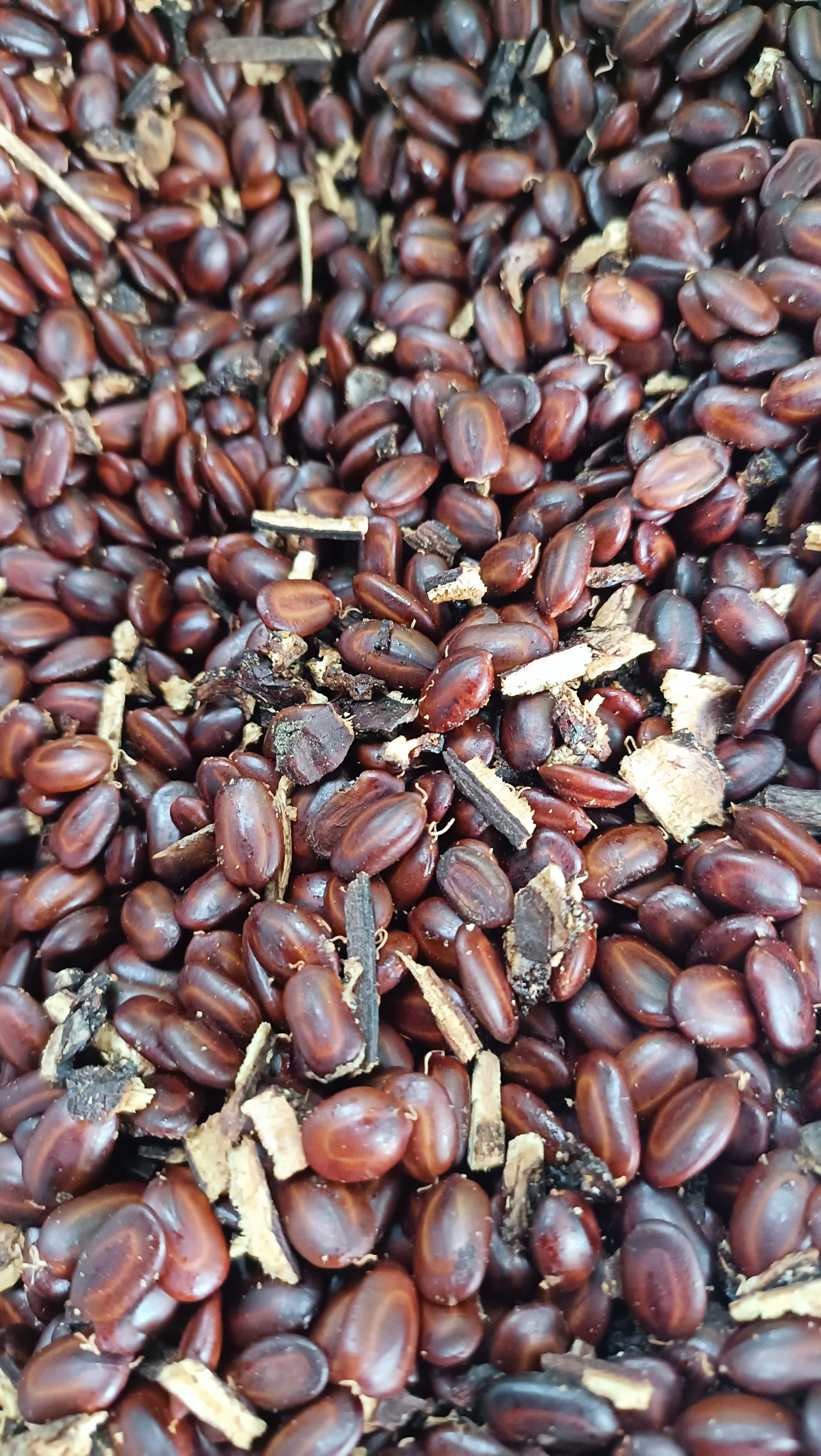 200gram hạt giống cây me tây