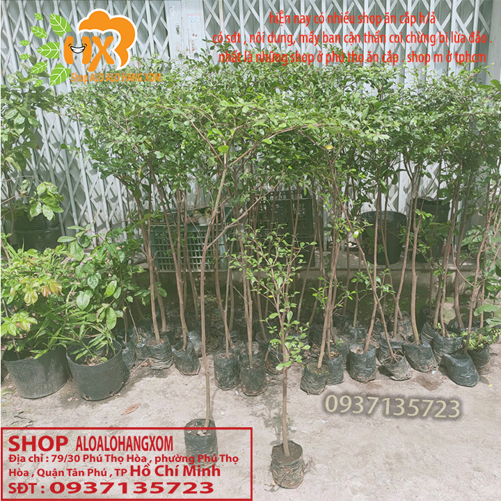 [HCM]cây bàng đài loan cao từ 70-90 cm ( combo 3 cây )
