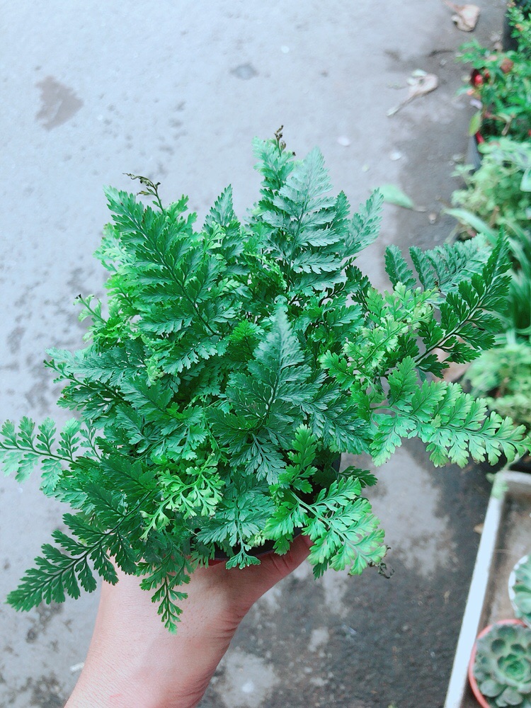 Cây Dương Sỉ Nhật