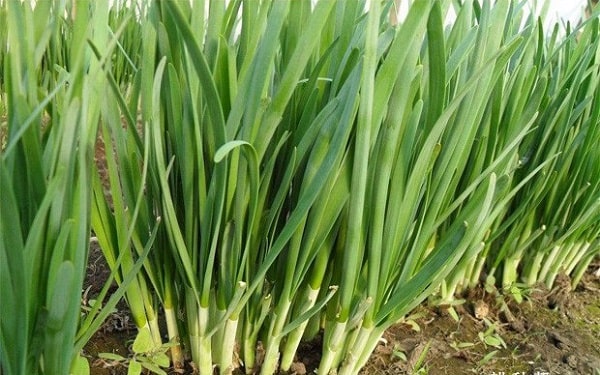 HẠT GIỐNG HẸ CAO SẢN NHẬT BẢN bịch 1gr
