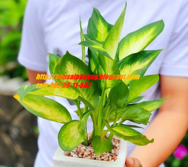 vạn niên thanh mix chậu