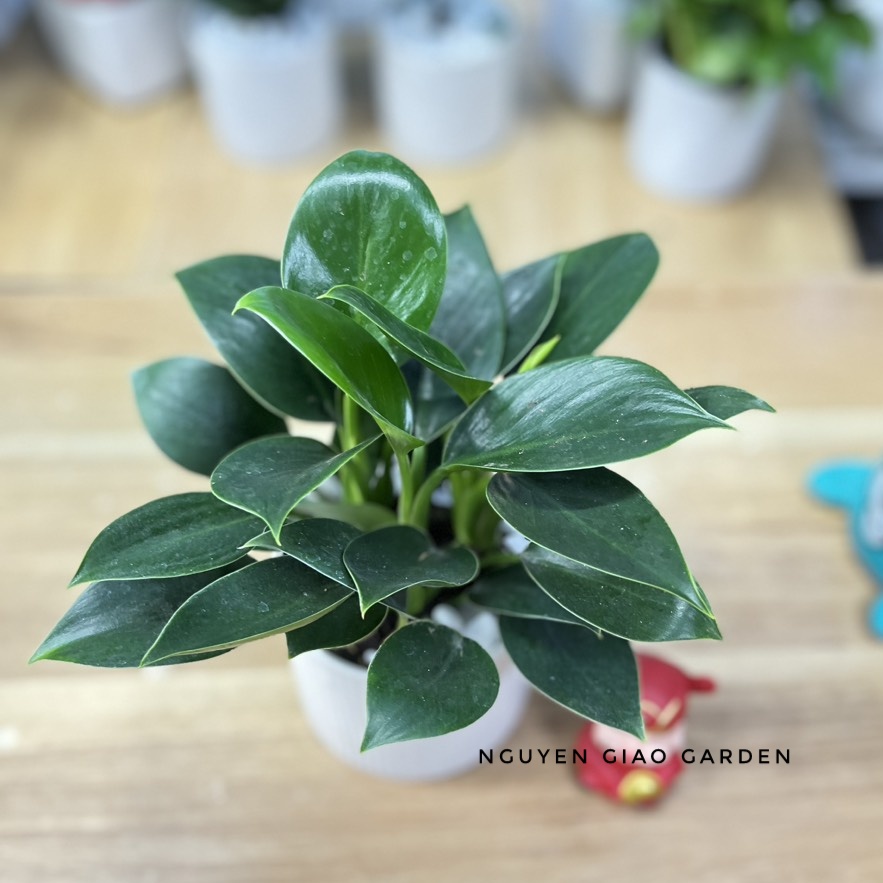 Cây trầu bà đế vương xanh chậu sứ để bàn