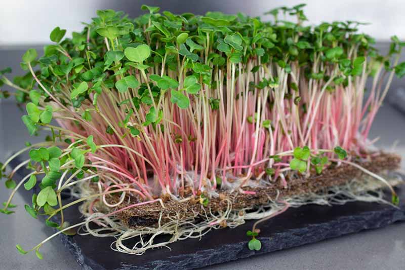 Hạt giống Rau Mầm Củ Cải Đỏ (20 gram)