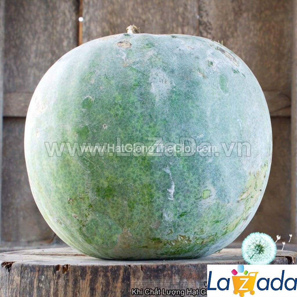 10h Hạt Giống Bí Đao Tròn Thơm 16 Trái (A1.303| C52*W61*M174)