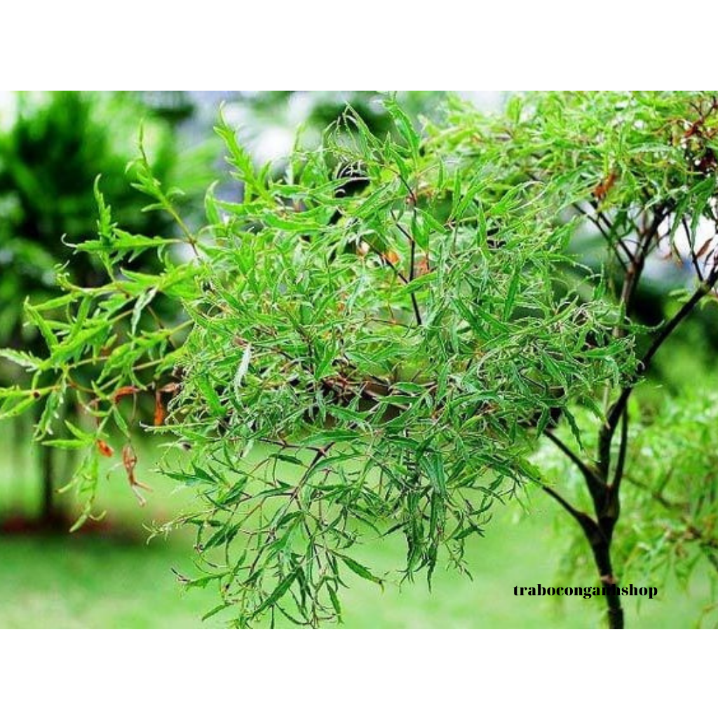 Trà túi lọc đinh lăng, giảm căng thẳng, an thần