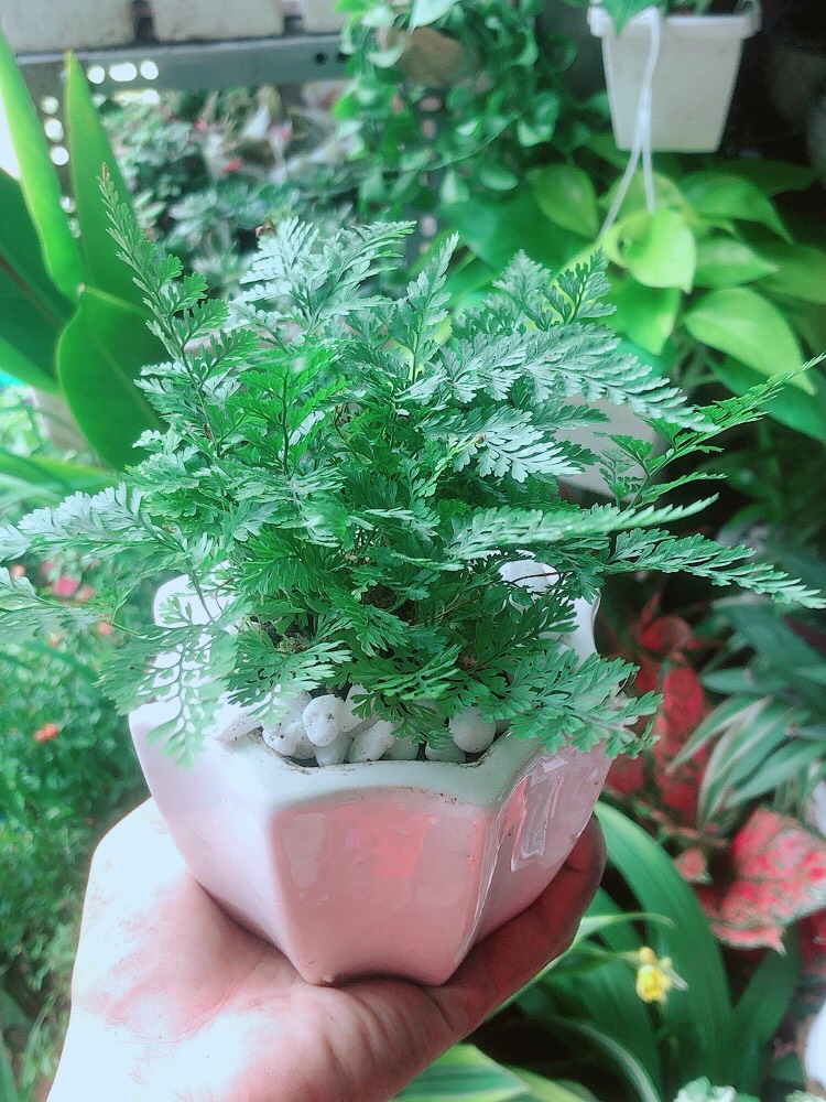 Chậu Cây Dương Sỉ