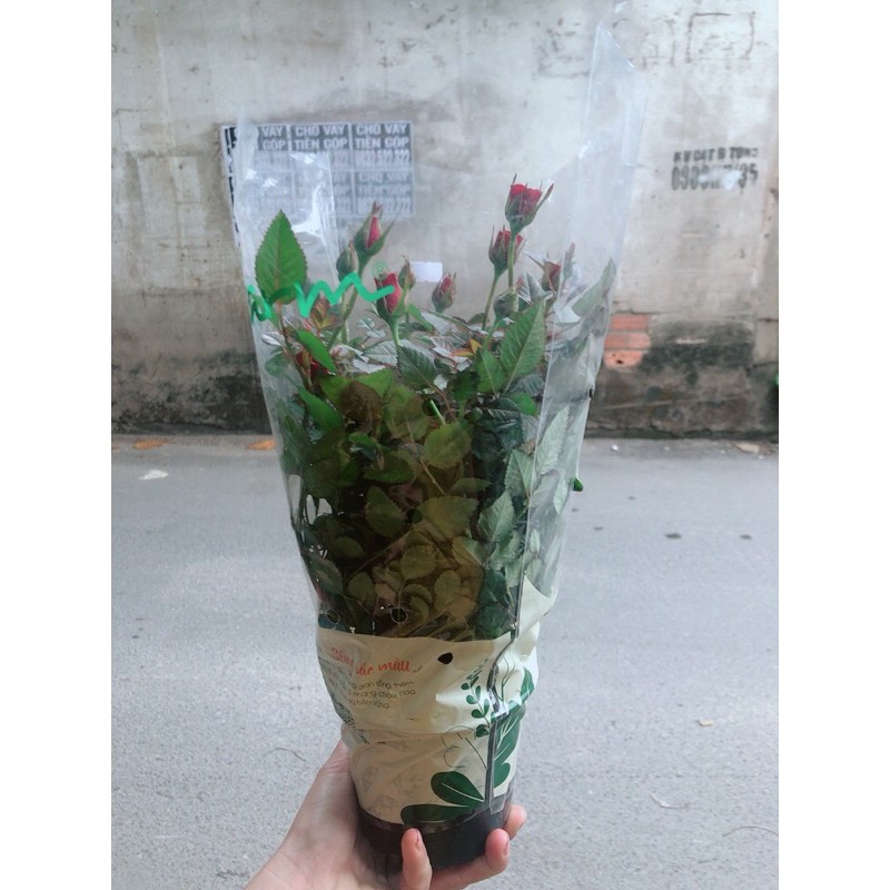 Hoa Hồng Siêu Nụ