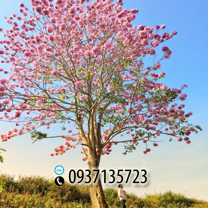 [HCM]combo 5 cây giống chuông vàng