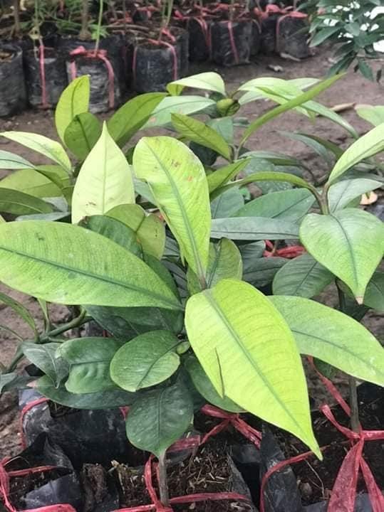 Cây giống Măng cụt ( Giống chuẩn ươm từ Hạt).