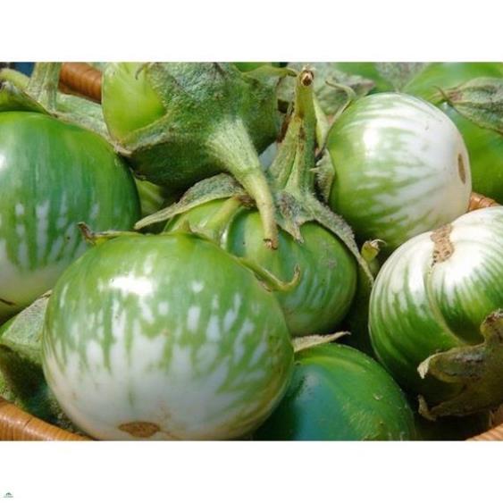 Phân tan chậm nhập khẩu Thái Lan 14-14-14 (hạt vàng) 200gram
