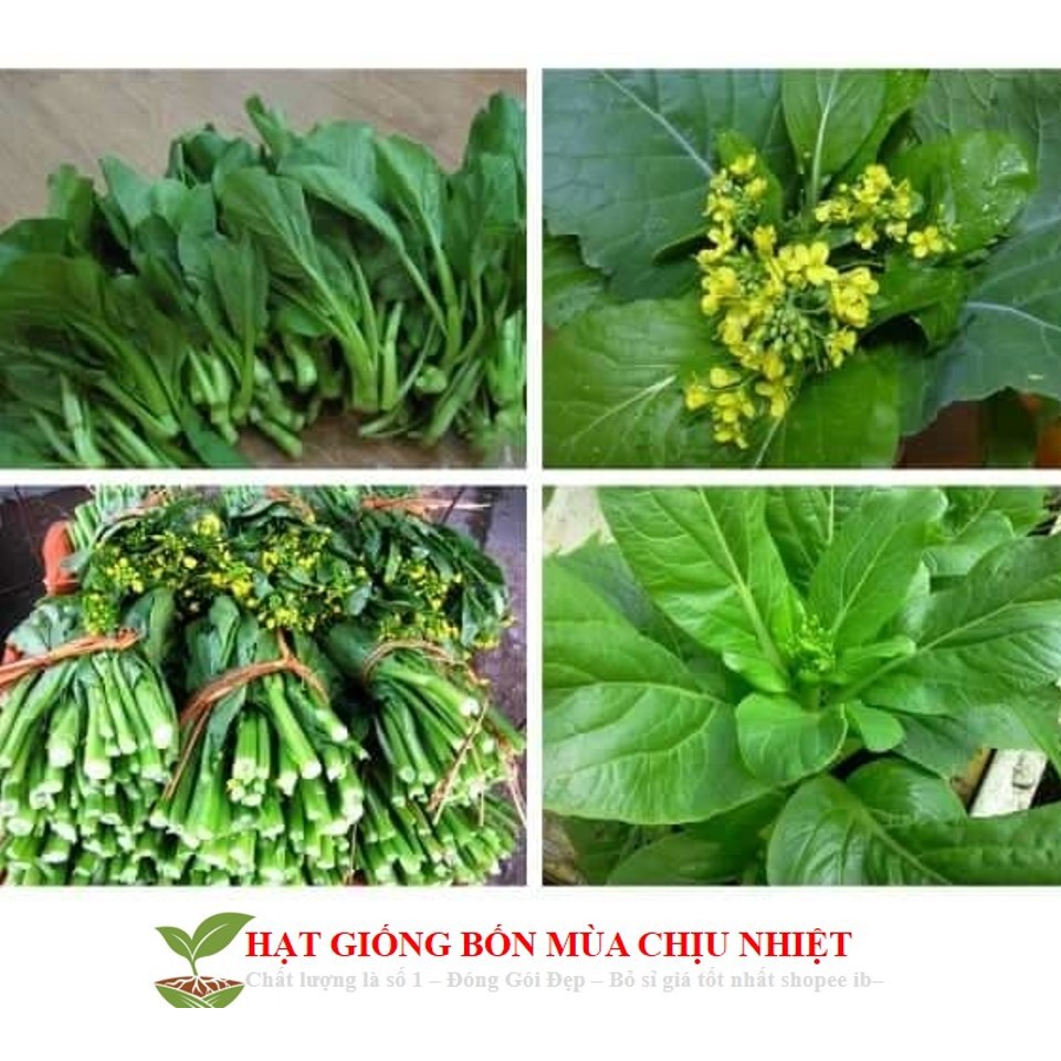 Hạt giống Cải Ngồng MậP 150 Hạt