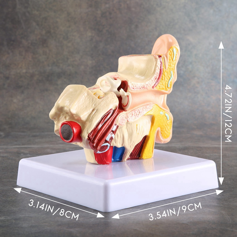 1.5X Human Ear Anatomy Model - Professional Desktop Inner Ear Structure Simulation Model for Education