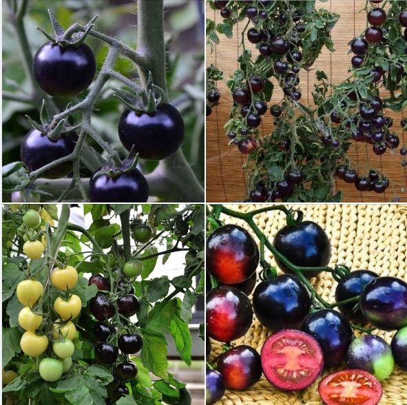 American Black Tomato Seeds 10 Seeds/Pack (Free Stimulation Package to Support Seed Germination)