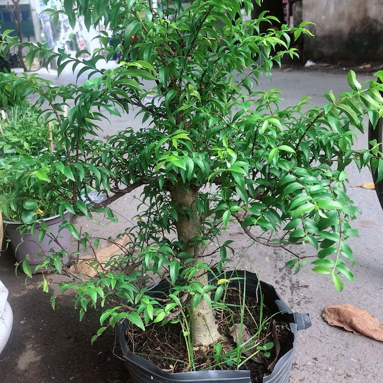 Cây Mai Chiếu Thuỷ Size Đại