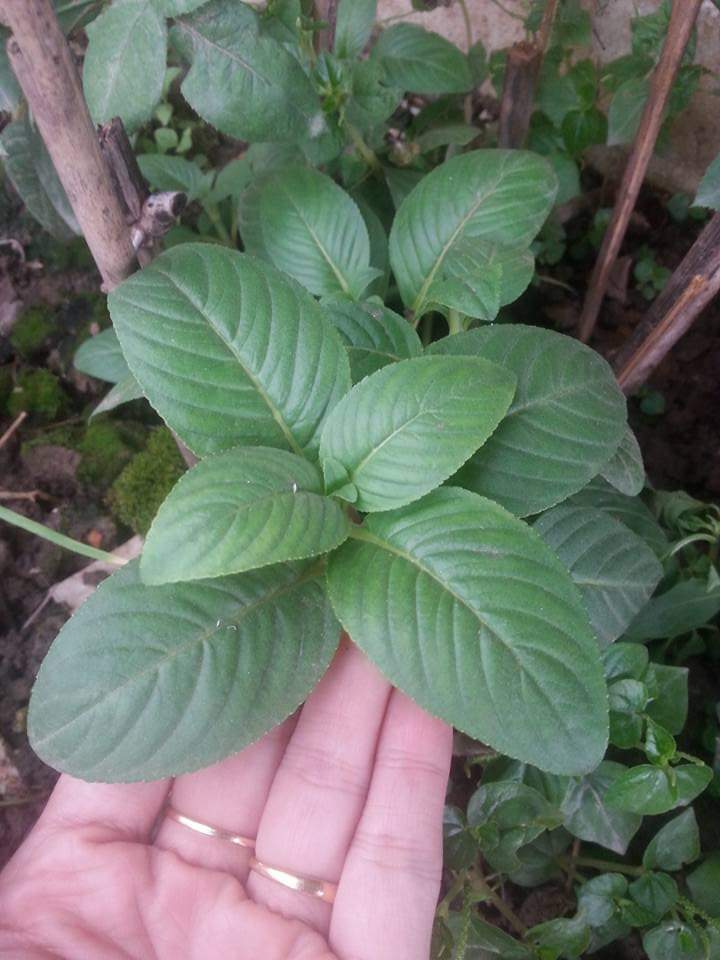 Rau xá xị (rau quế vị) - Chậu to