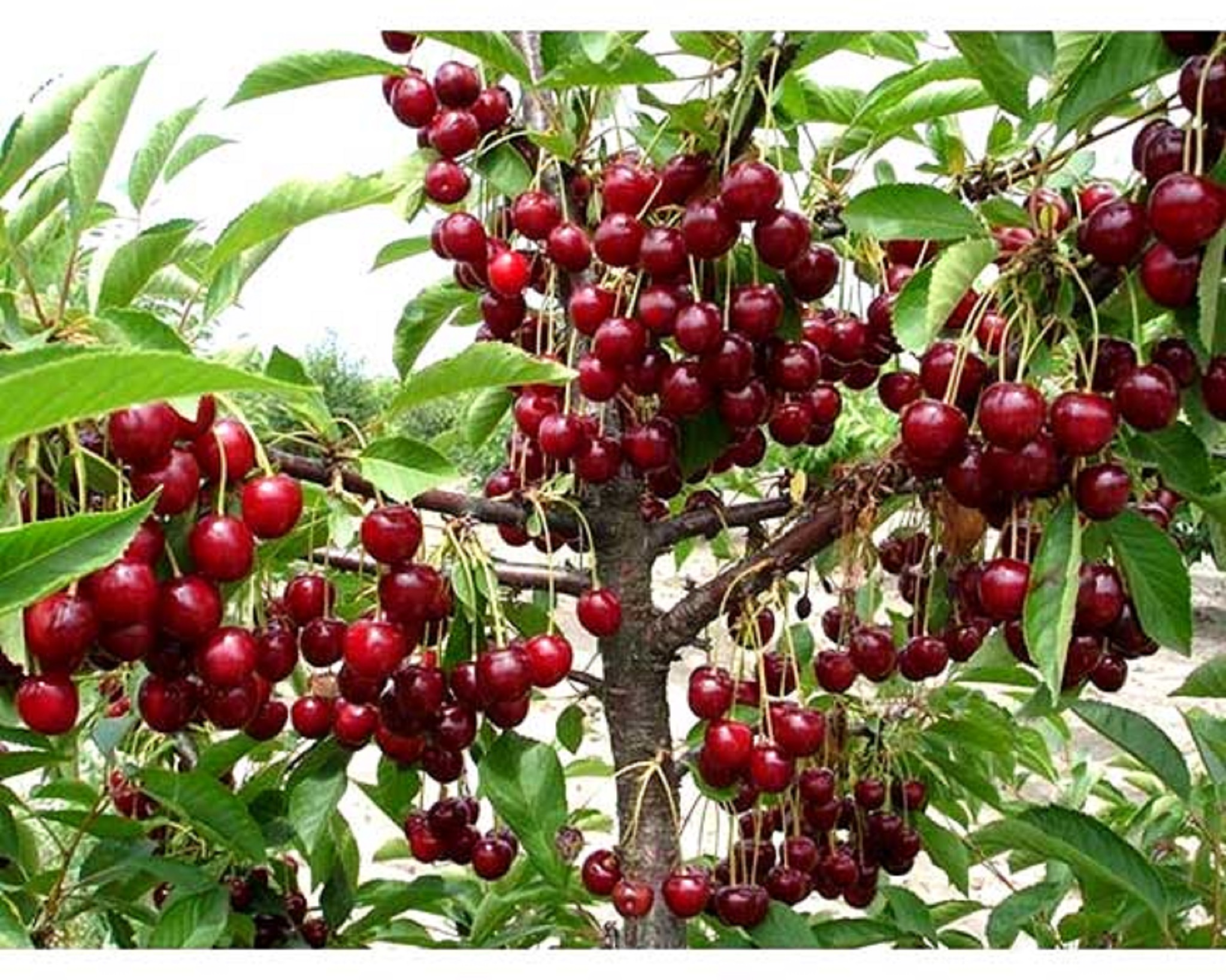 Cây giống Cherry Anh Đào Mỹ. [Express J&T ]
