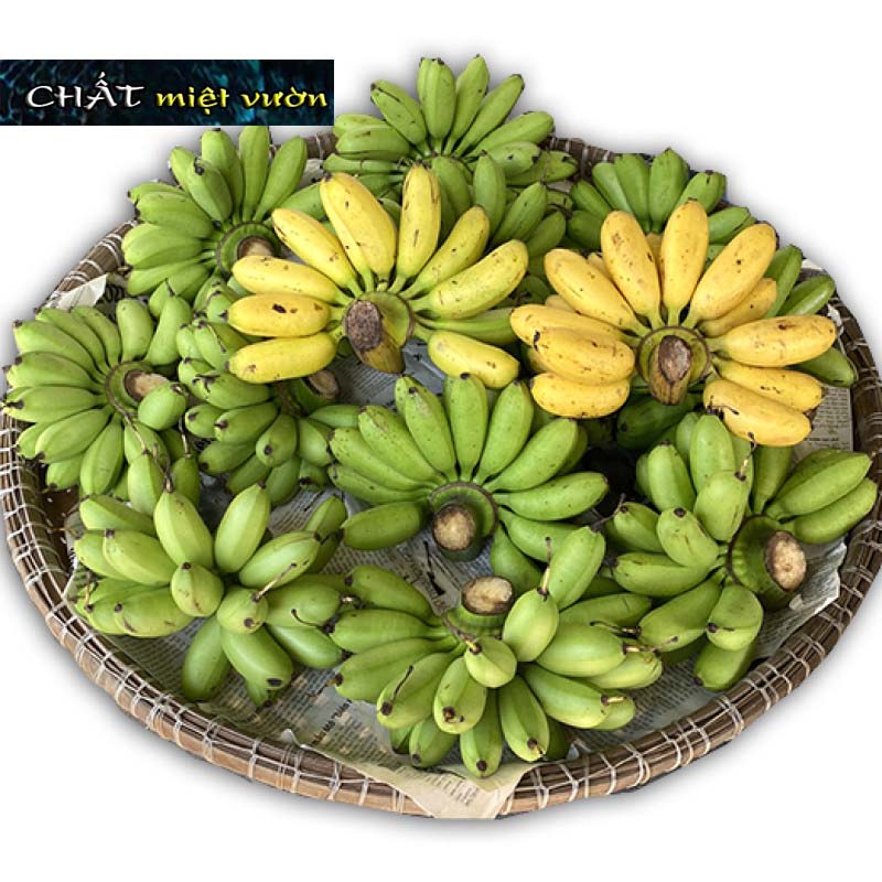 Chuối cau giống siêu trái (cây cao 30-60cm)