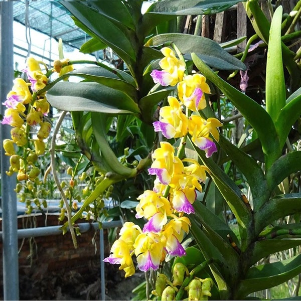 Hàng rừng nhánhLAN HOÀNG NHẠN - Hàng chuẩn Rừng - HOA ĐẸP THƠM