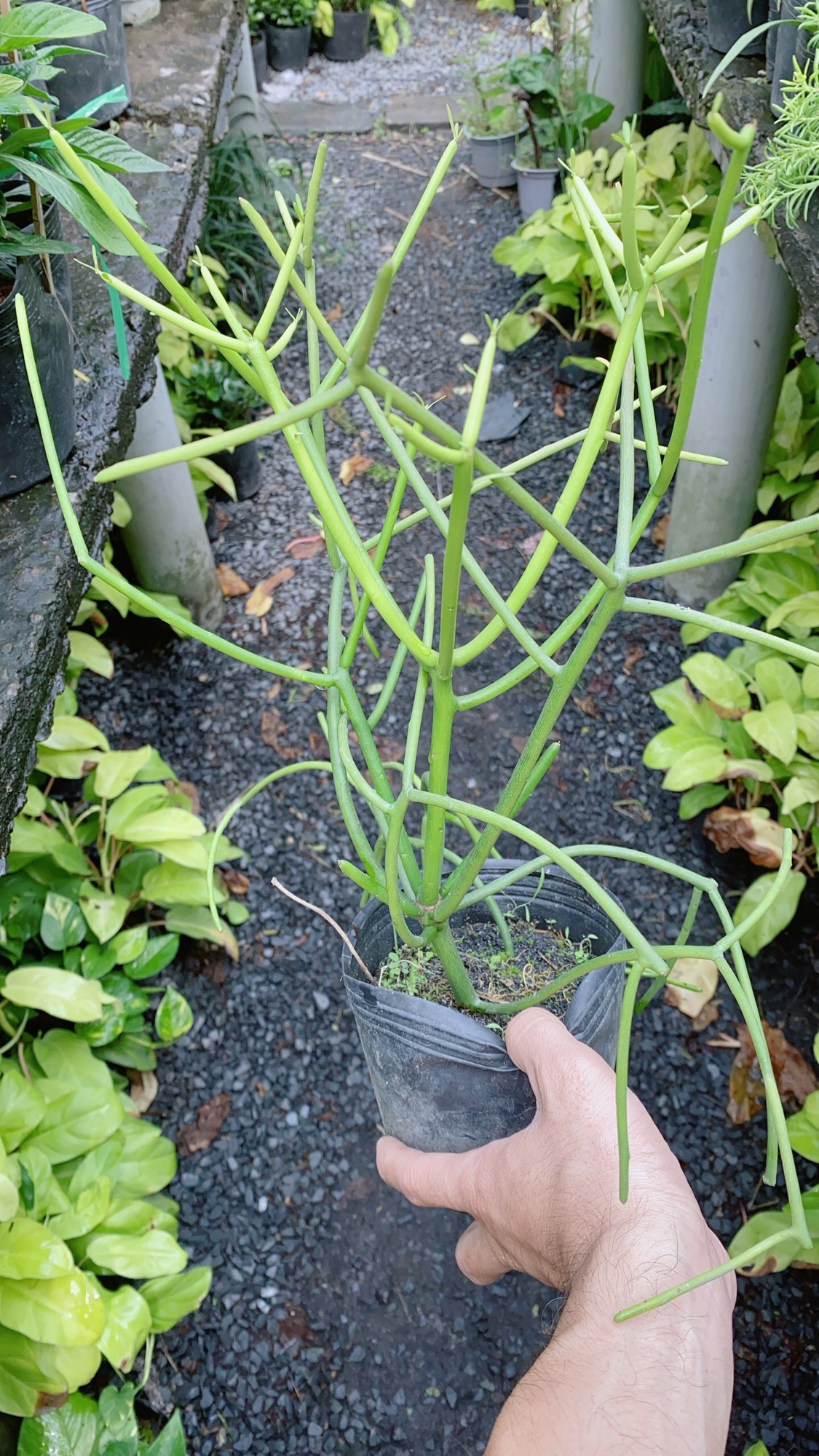 Xương Rồng Xương Cá (Xương Khô, cành giao, san hô xanh)