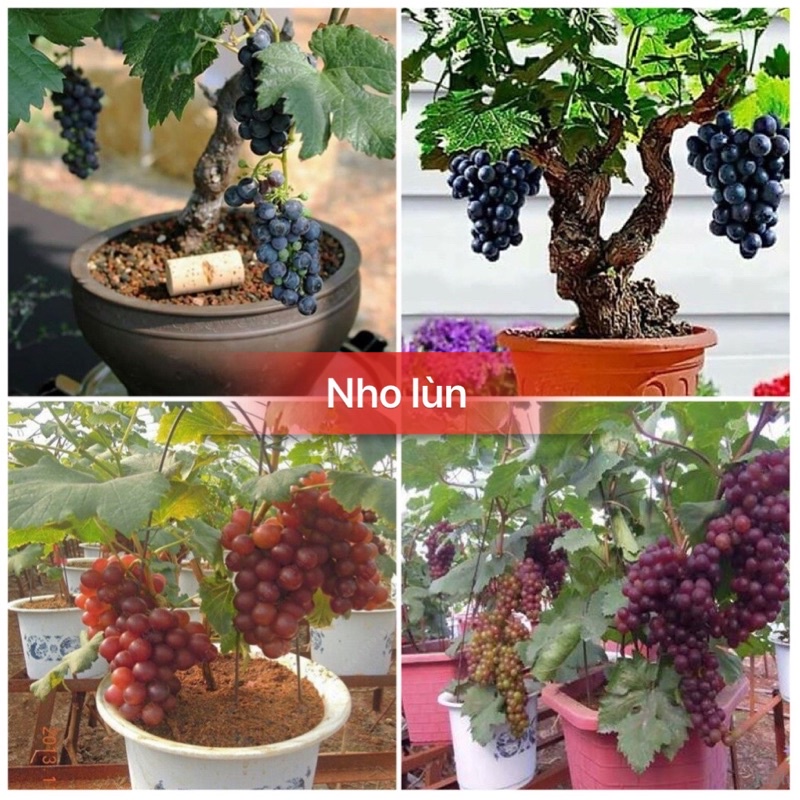 Hạt giống nho lùn pháp siêu trái-gói 10 hạt