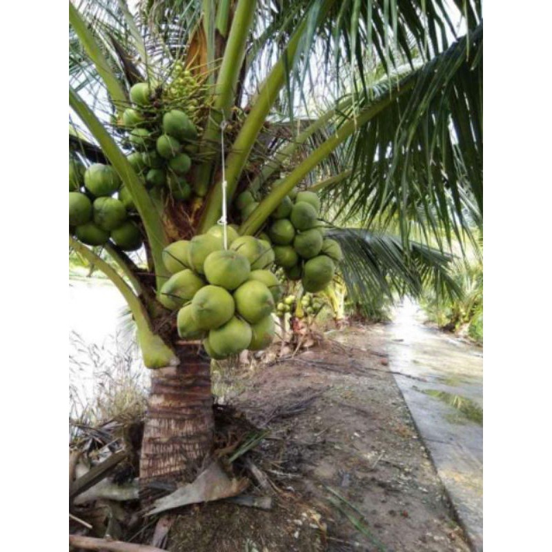 Dừa dâu (dừa chùm)