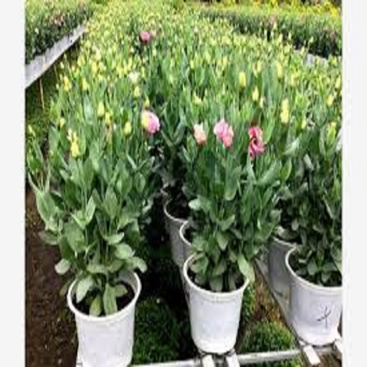 CHẬU CÁT TƯỜNG ĐỦ MÀU
