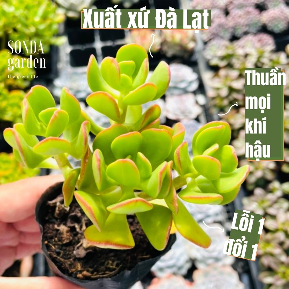 Sen đá thạch bích lá xoăn size bé siêu khỏe đẹp lỗi 1 đổi 1