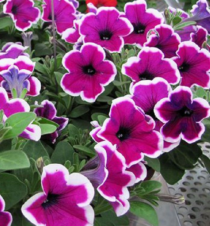 Hạt giống hoa dạ yến thảo viền nhiều màu/Gói 50 hạt