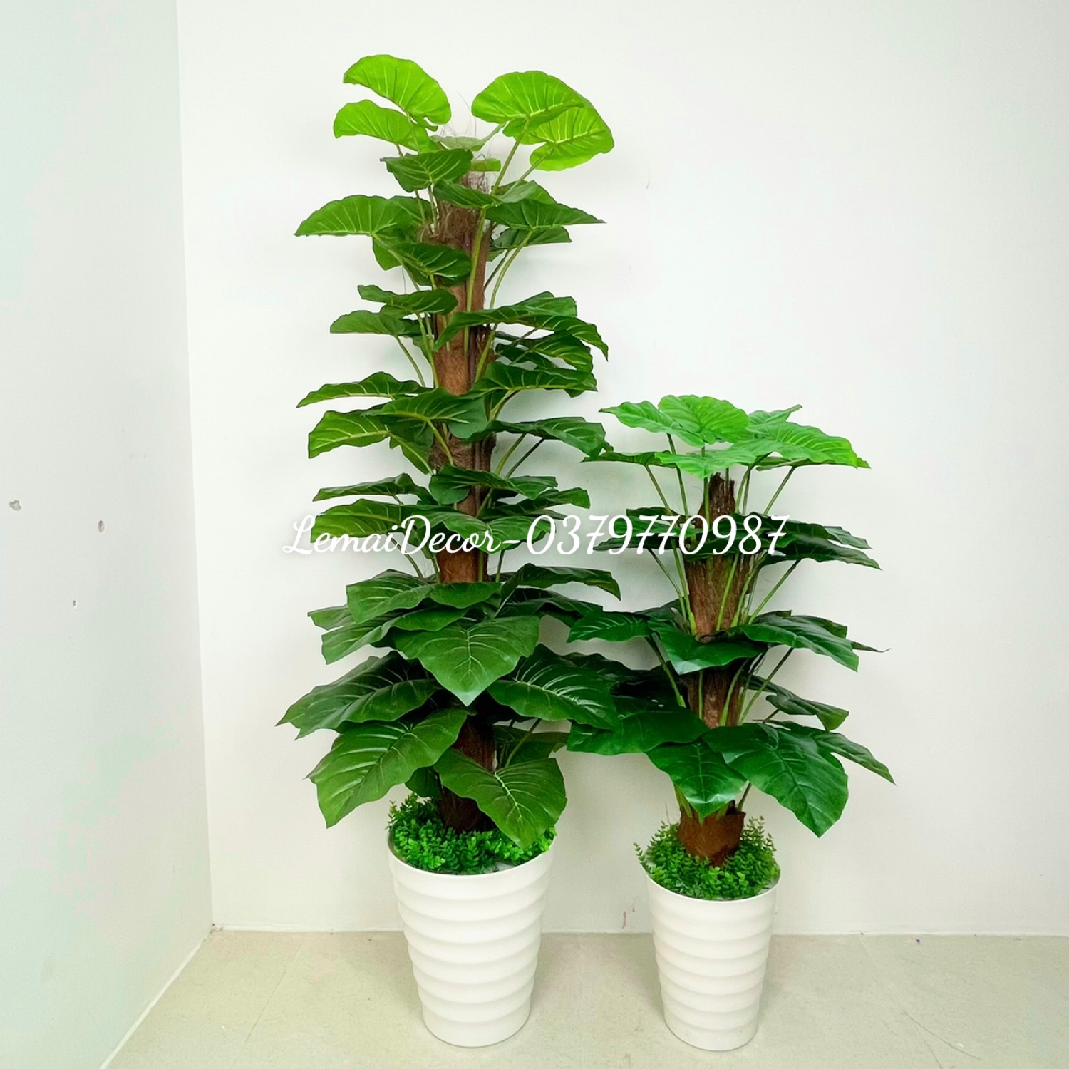 Cây trầu bà cột giả 1 mét 60 siêu to