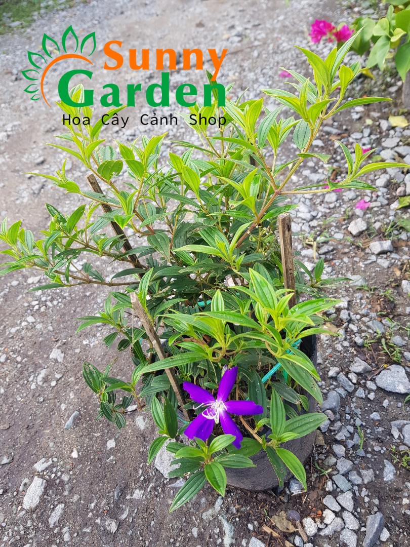 [Chuẩn Giống F1] Cây Hoa Sim Tím, Cao 20-30cm - Chậu Hoa