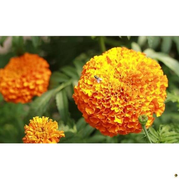 Phân tan chậm nhập khẩu Thái Lan 14-14-14 (hạt vàng) 200gram