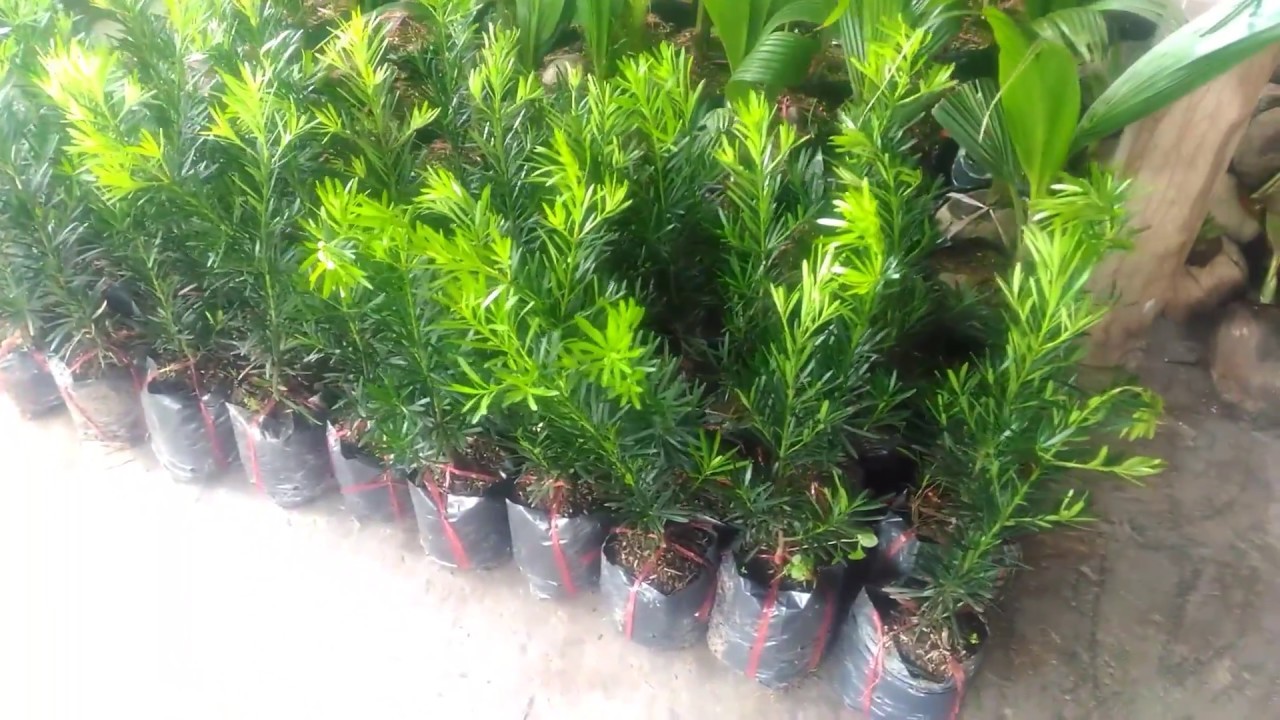 Combo 03 cây giống TÙNG LA HÁN - CÂY BONSAI - SIÊU ĐẸP GIÁ SIÊU RẺ + Tặng 3 Cây Quế Dược Liệu