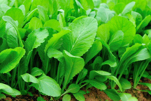 HẠT CẢI BẸ XANH MÀO GÀ - GÓI 20 GRAM