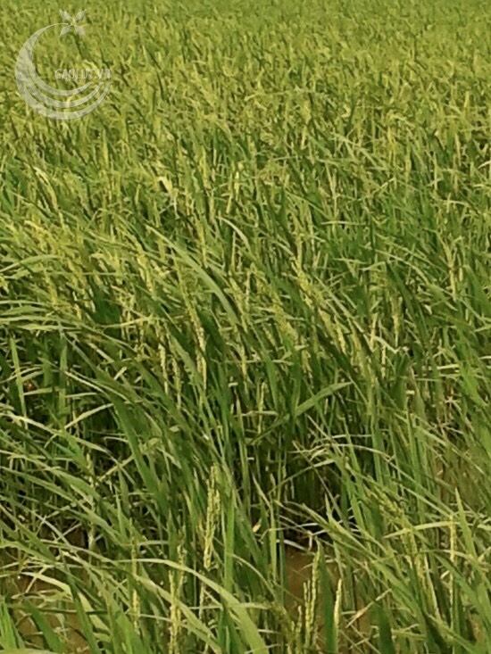 Bột Gạo Lứt- Mè Đen Nhà Làm
