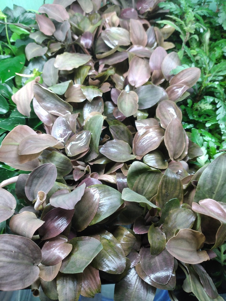 Cây thủy sinh Tiêu thảo Lagenandra meeboldii đỏ