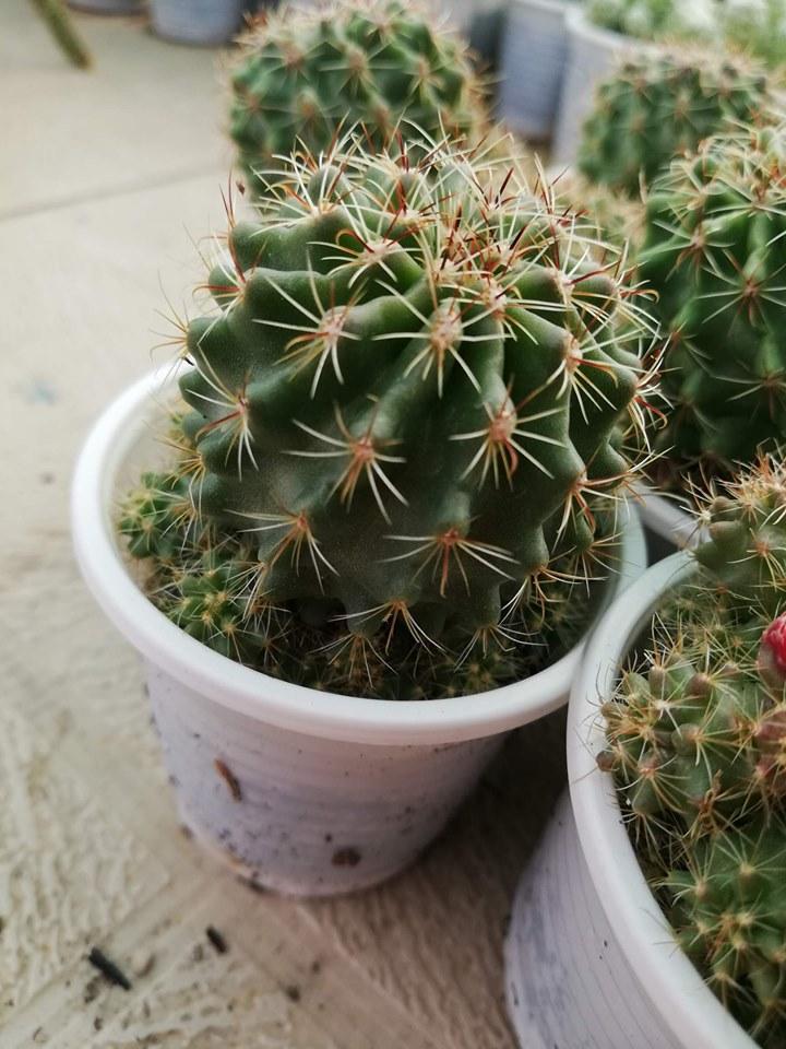 Cây xương rồng móc câu