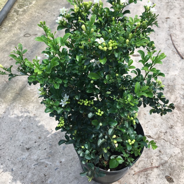 Cây nguyệt quế hoa thơm 4 mùa cao 50-60 cm, sống lâu năm., lá cây màu xanh thắm, cây ra hoa quanh năm và có mùi hương thoang thoảng.