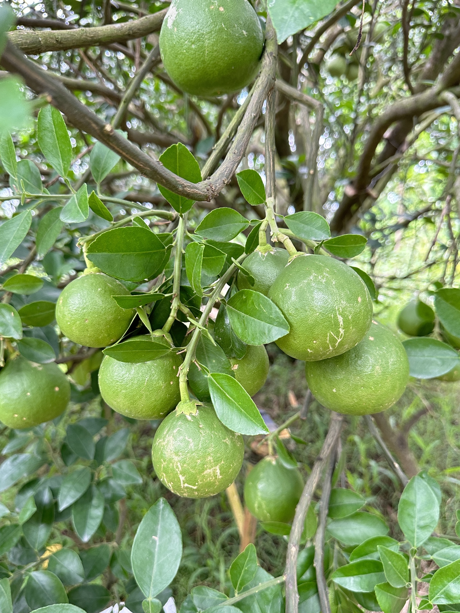 1Kg Bưởi non thái lát sấy khô