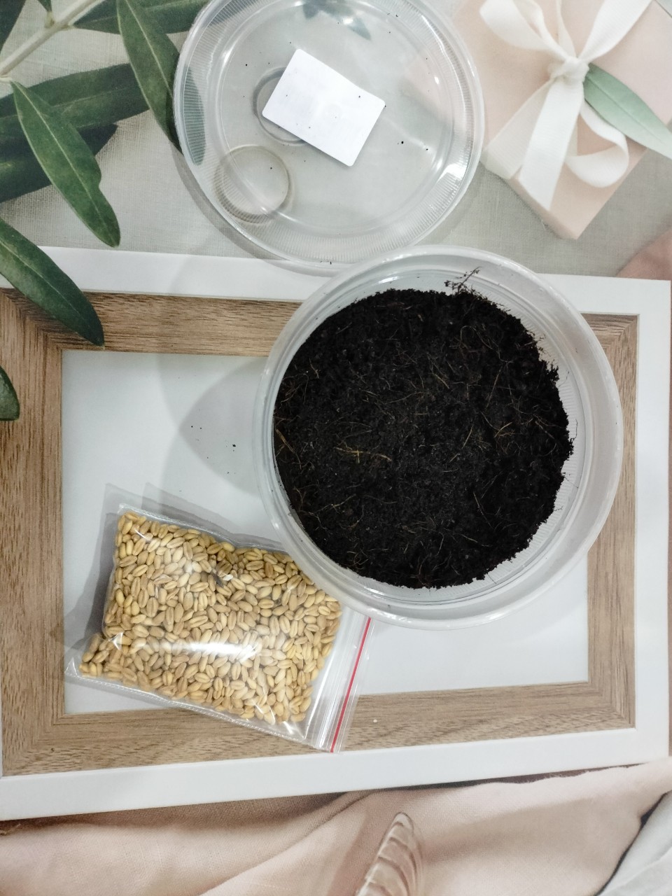 Bộ kit trồng cỏ mèo