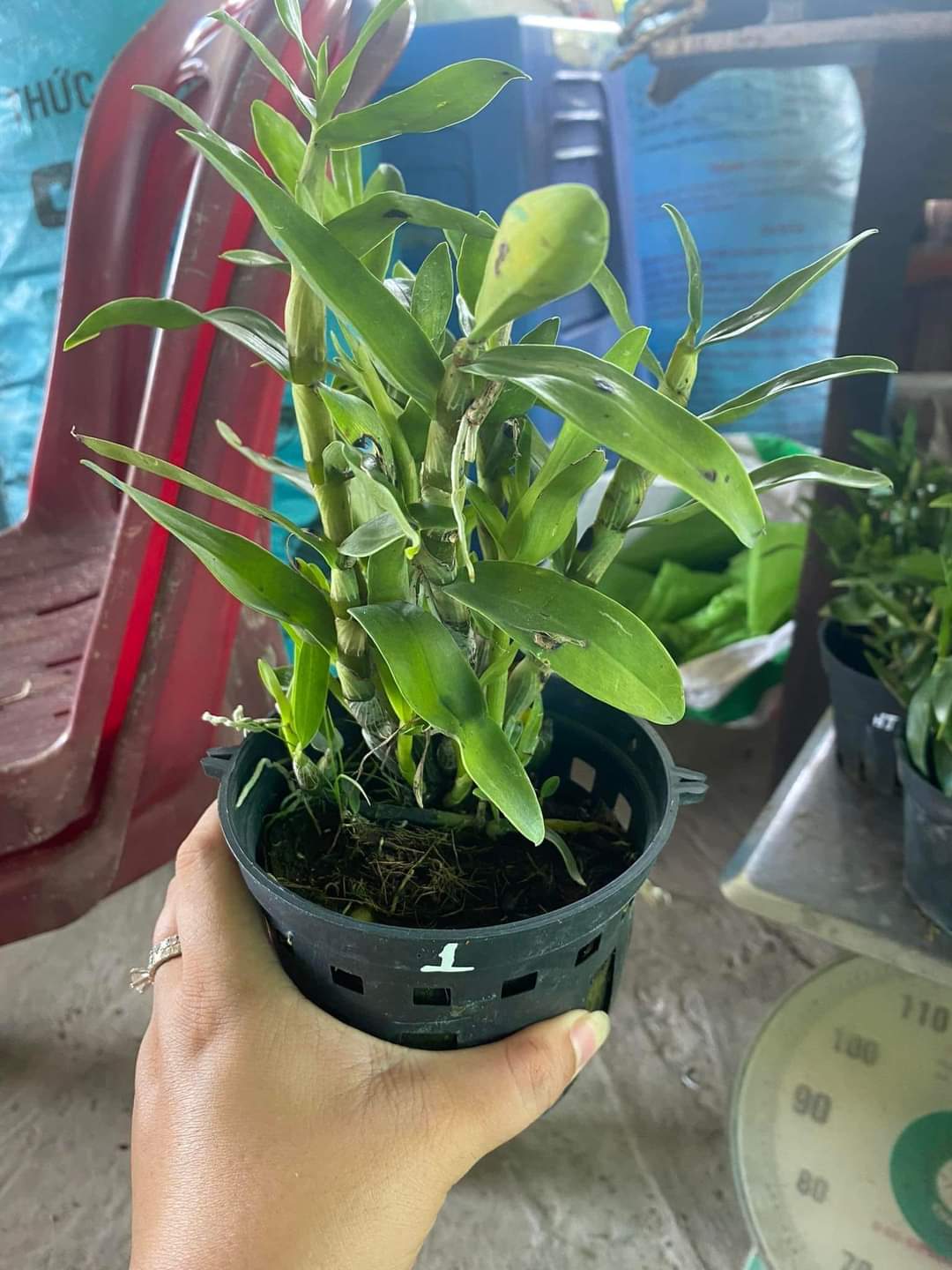 HOA LAN HOÀNG THẢO CẦU VÒNG