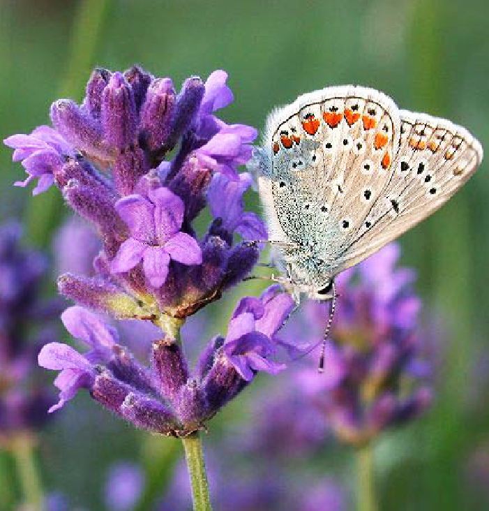 Hạt giống hoa Oải Hương ( hoa Lavender ) gói 100 hạt