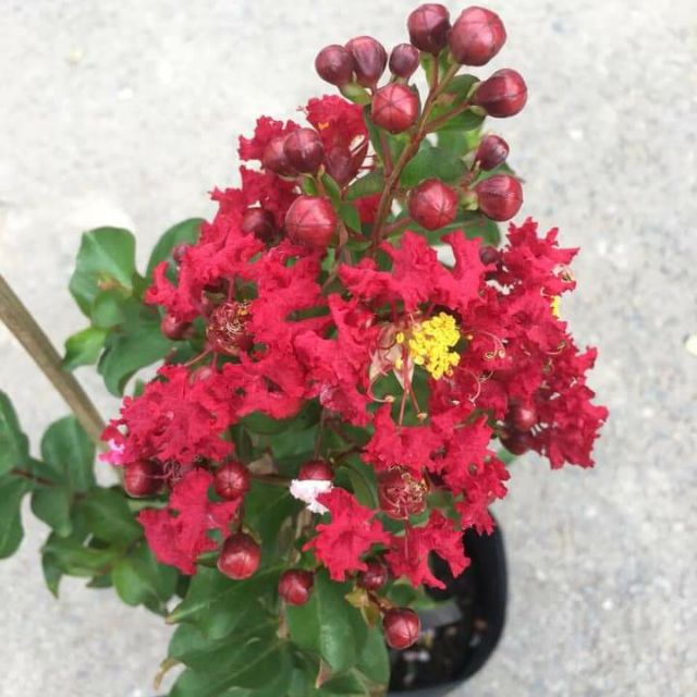 Tường vi ... đỏ đậm