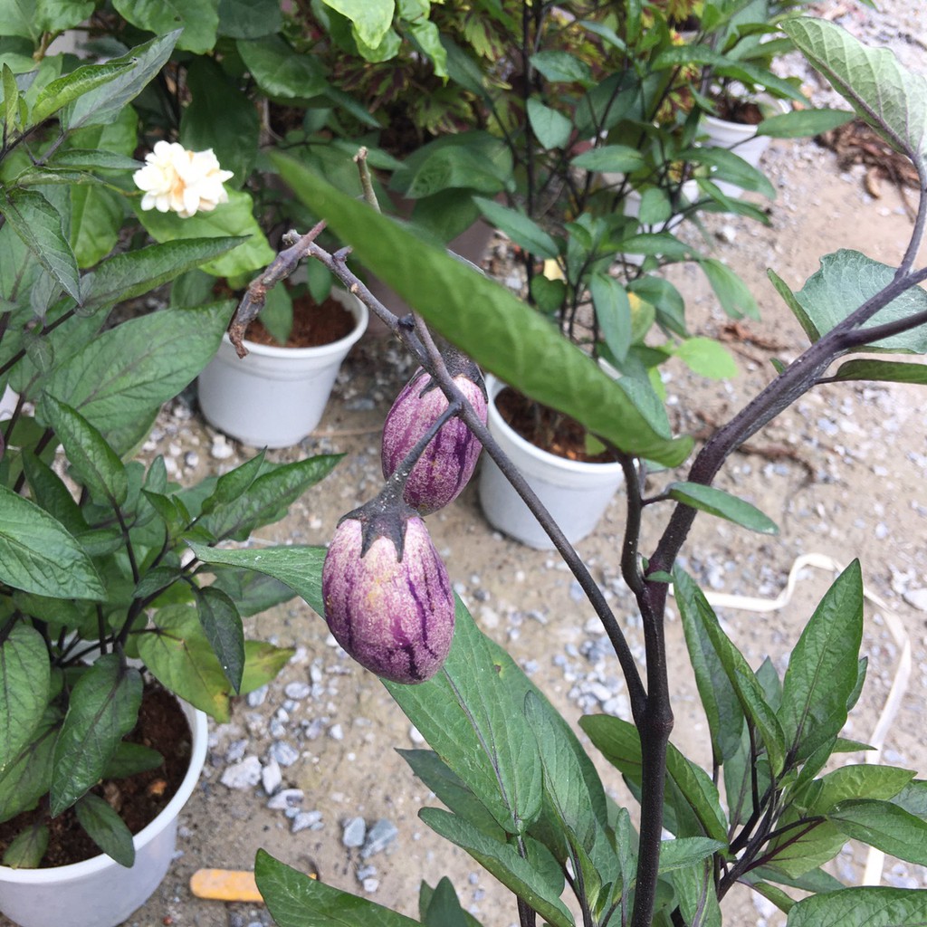 Chậu cây Dưa Pepino Tím trái ngọt và thơm - Trang Flower