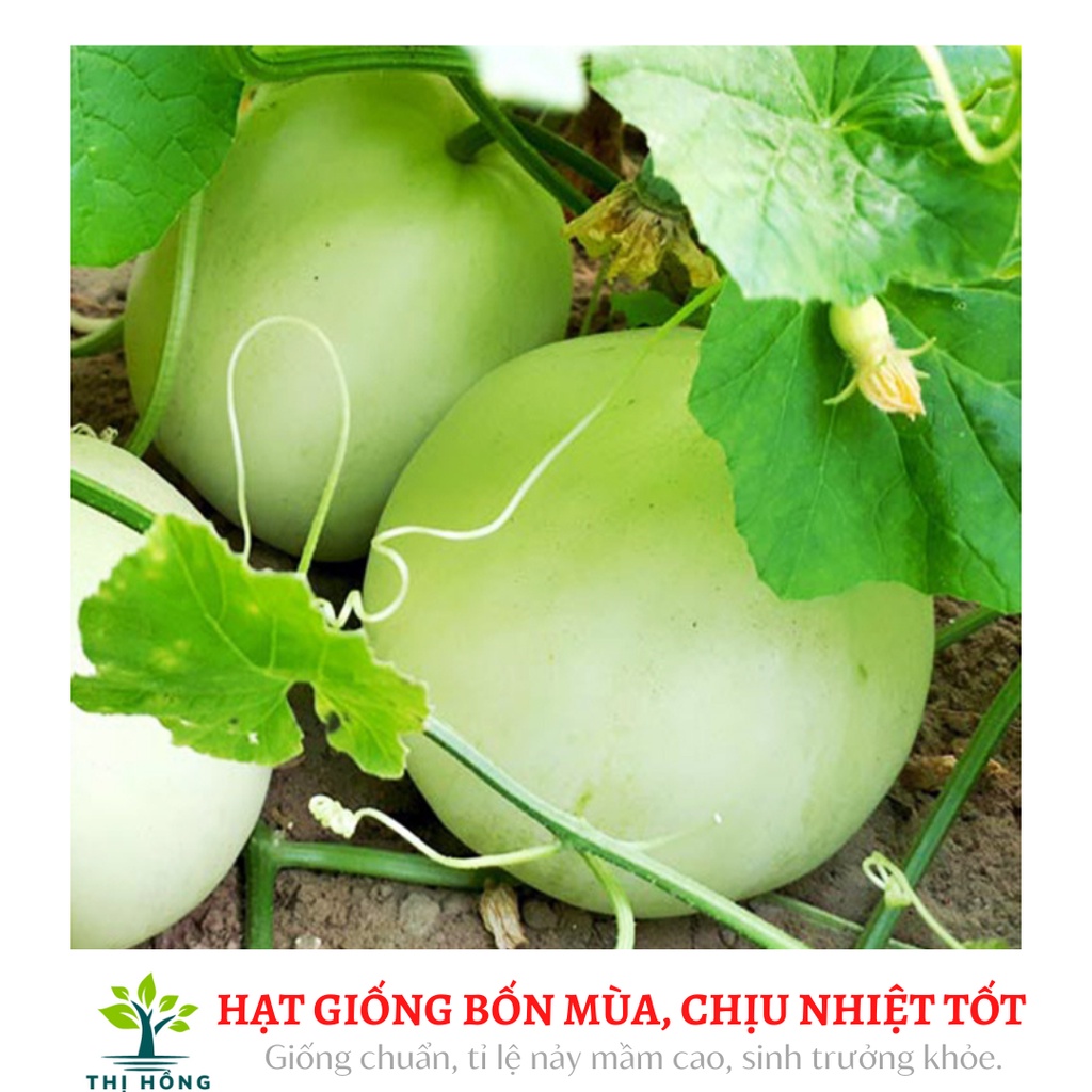 Hạt giống dưa lê siêu ngọt an đào 30 hạt (thịt quả dòn, đặc biệt rất thơm ngon)