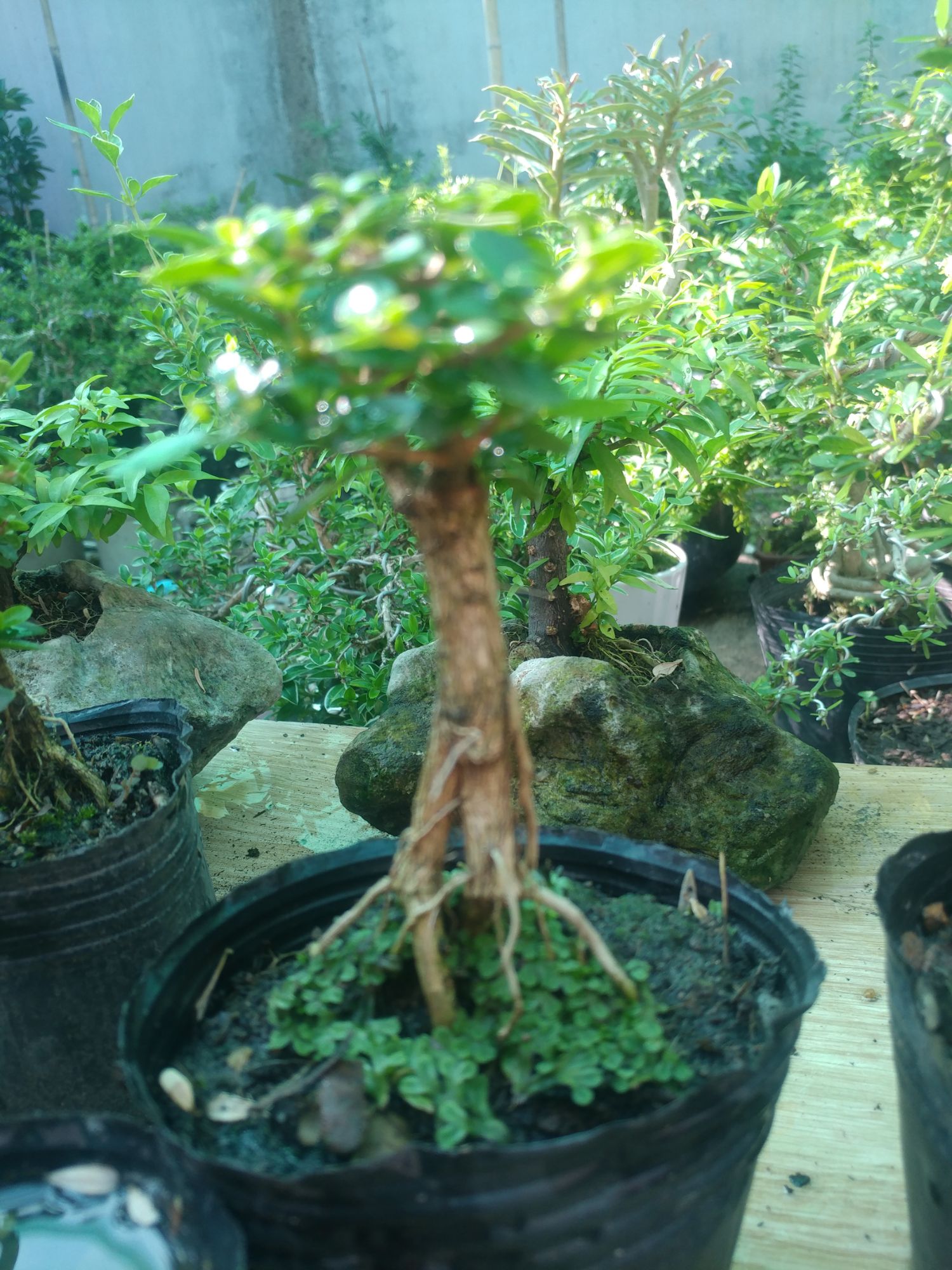 Sam hương siêu mini để bàn CỰC ĐẸP