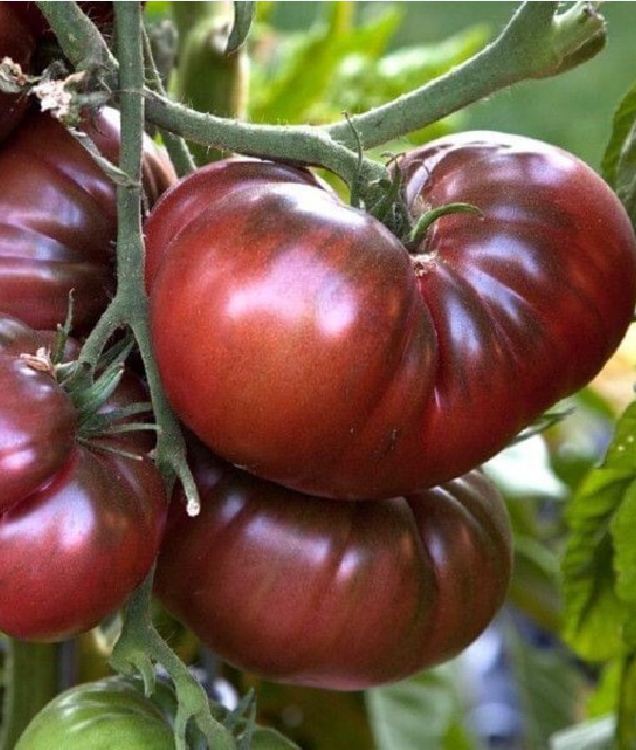 Hạt giống cà chua socola quả to - 10 hạt