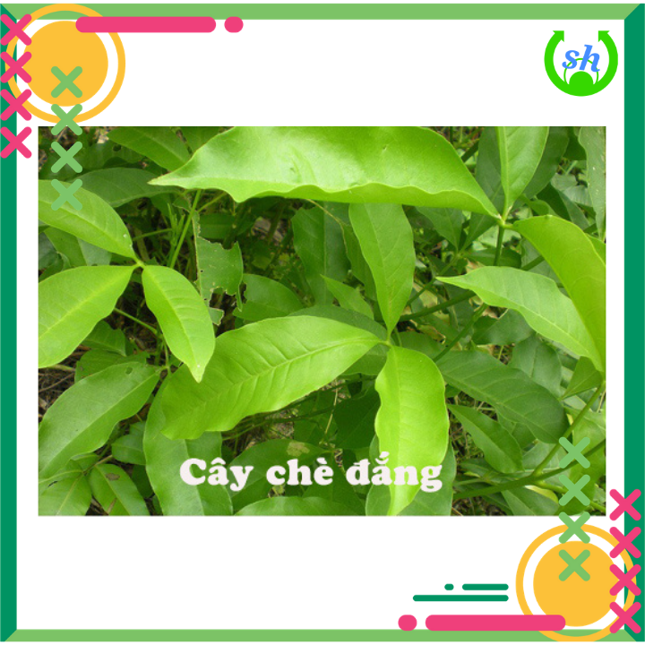 [HCM]Trà/Chè đắng Cao Bằng gói 500gr
