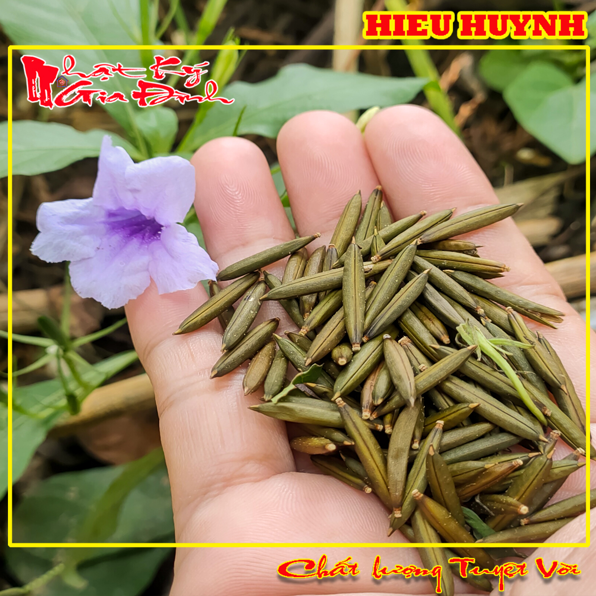 Hạt Giống 30 Trái Sâm Đất trái củ tanh tách tuổi thơ (Cây Sâm Đất)