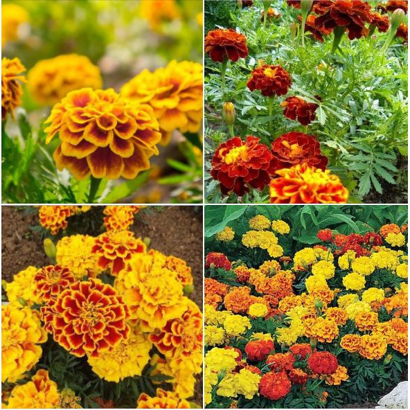 Hạt giống hoa vạn thọ lửa - 1 gói 50 hạt
